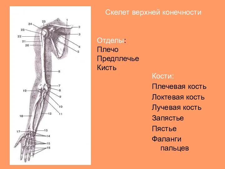 Скелет верхней конечности Кости: Плечевая кость Локтевая кость Лучевая кость Запястье Пястье Фаланги