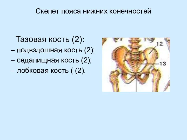 Скелет пояса нижних конечностей Тазовая кость (2): подвздошная кость (2); седалищная кость (2);