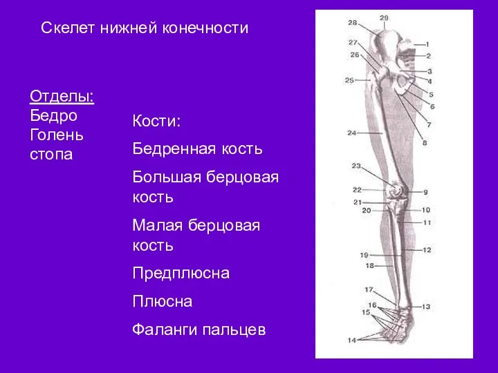 Скелет нижней конечности Отделы: Бедро Голень стопа Кости: Бедренная кость