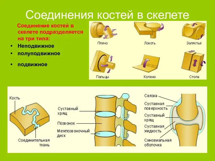 Соединения костей в скелете Соединение костей в скелете подразделяется на три типа: Неподвижное полуподвижное подвижное