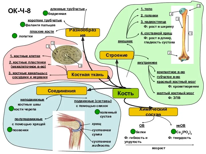 ОК-Ч-8 Химический состав Соединения Кость Разнообразие Костная ткань ОВ Строение