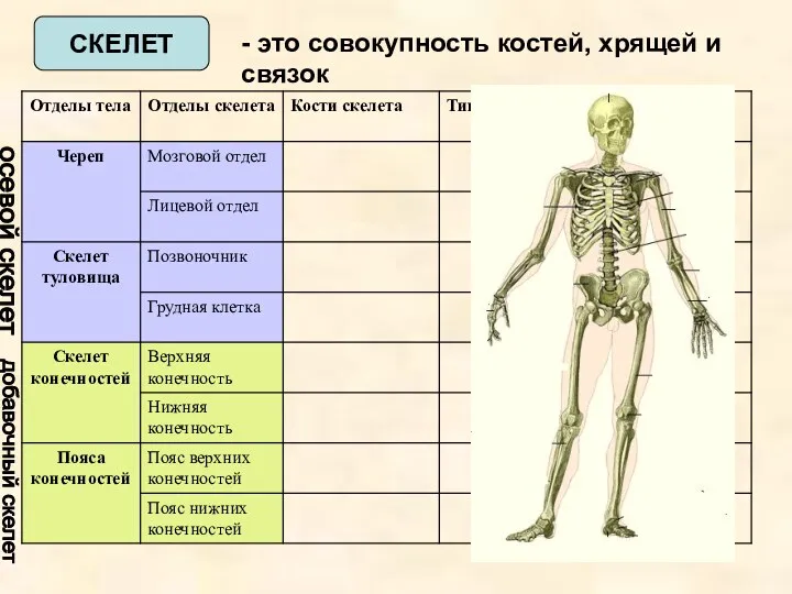 осевой скелет добавочный скелет СКЕЛЕТ - это совокупность костей, хрящей и связок
