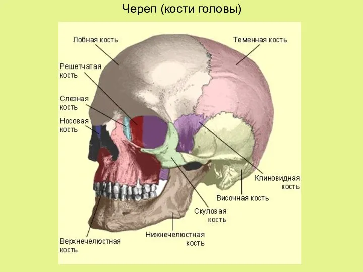 Череп (кости головы)