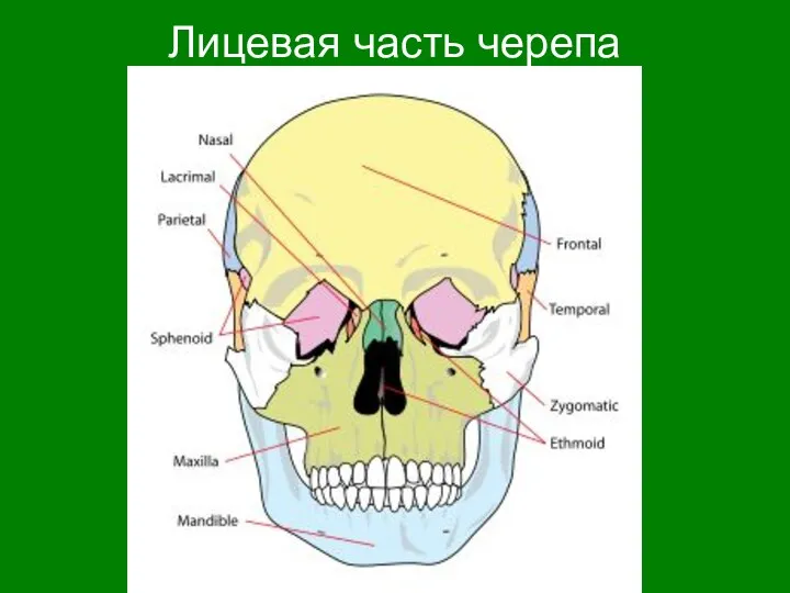 Лицевая часть черепа