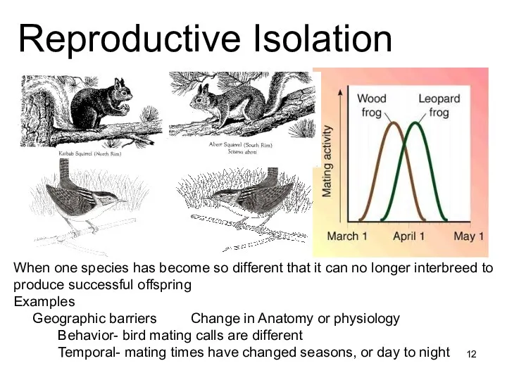 Reproductive Isolation When one species has become so different that