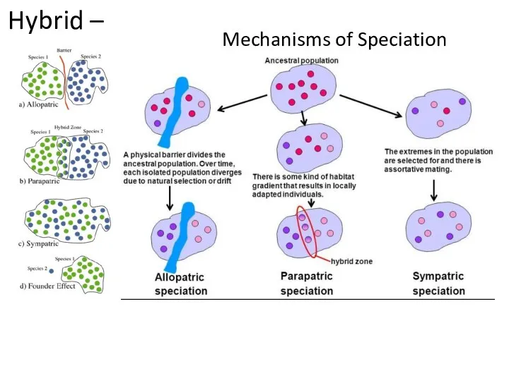 Hybrid – Mechanisms of Speciation