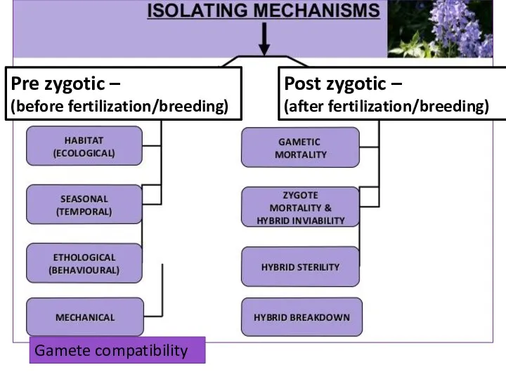 Gamete compatibility Pre zygotic – (before fertilization/breeding) Post zygotic – (after fertilization/breeding)