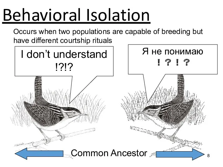 Behavioral Isolation I don’t understand !?!? Я не понимаю ！？！？