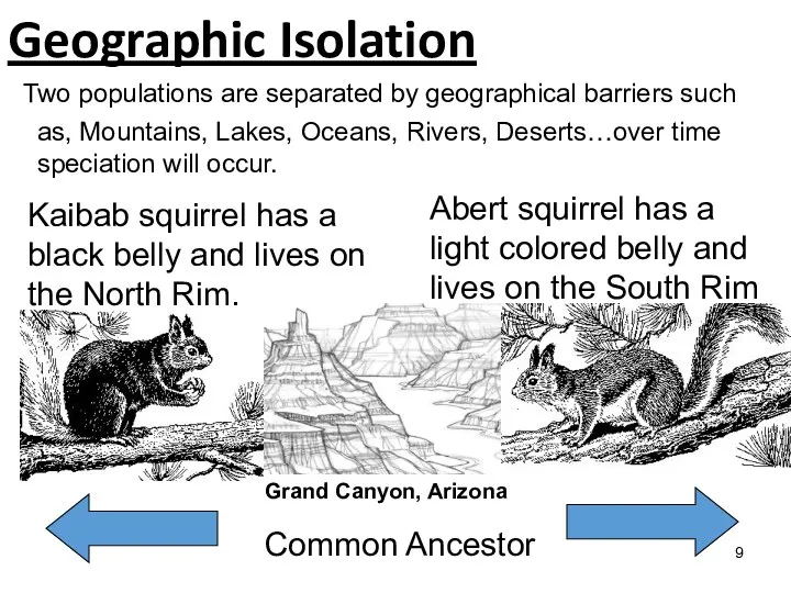 Two populations are separated by geographical barriers such as, Mountains,