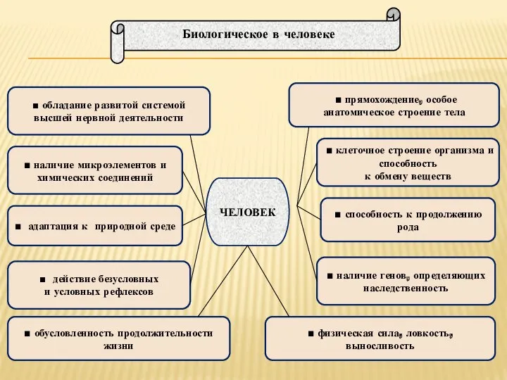 ЧЕЛОВЕК ■ обладание развитой системой высшей нервной деятельности ■ прямохождение,