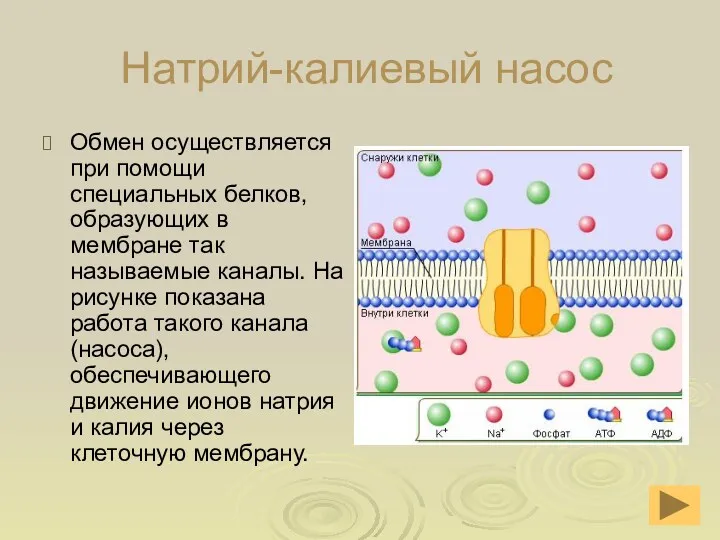 Натрий-калиевый насос Обмен осуществляется при помощи специальных белков, образующих в