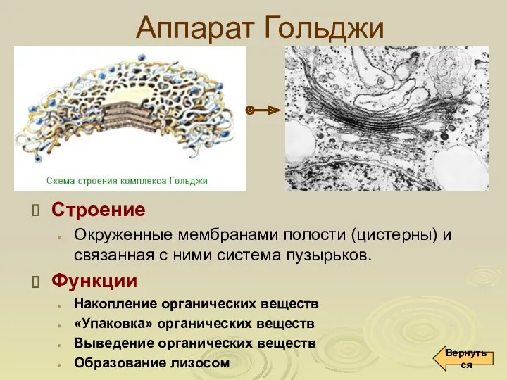 Аппарат Гольджи Строение Окруженные мембранами полости (цистерны) и связанная с