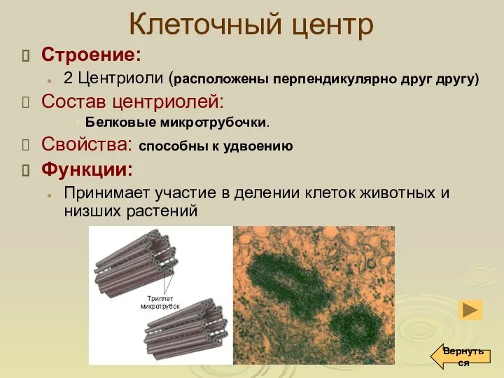 Клеточный центр Строение: 2 Центриоли (расположены перпендикулярно друг другу) Состав