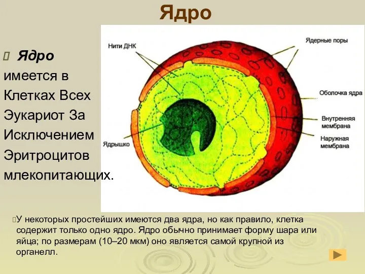 Ядро Ядро имеется в Клетках Всех Эукариот За Исключением Эритроцитов