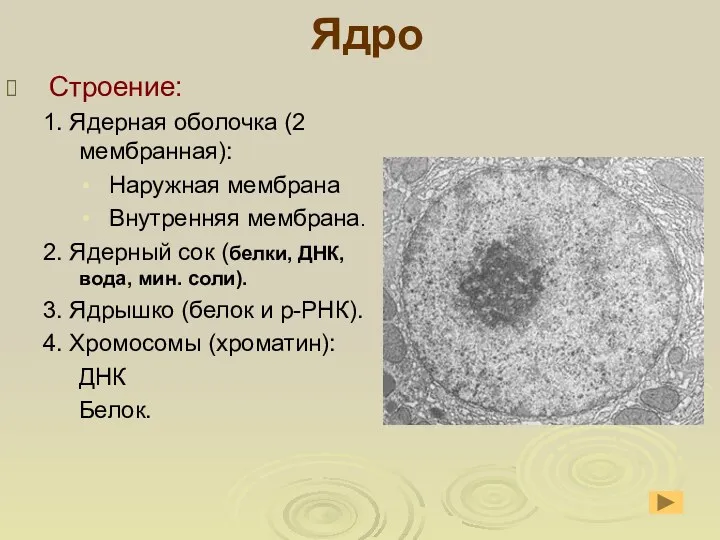 Ядро Строение: 1. Ядерная оболочка (2 мембранная): Наружная мембрана Внутренняя