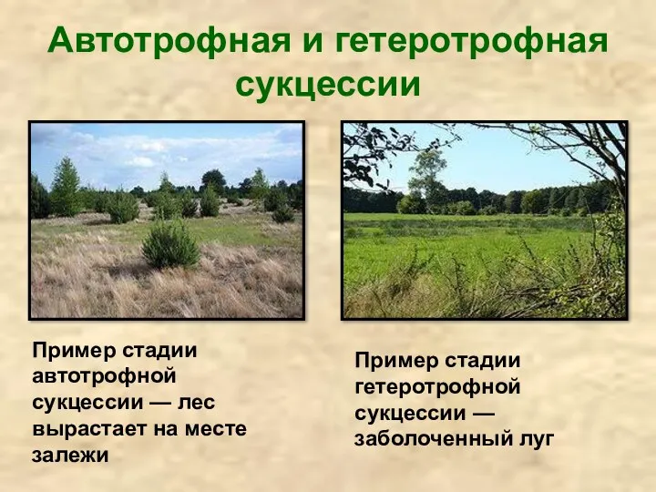 Автотрофная и гетеротрофная сукцессии Пример стадии автотрофной сукцессии — лес