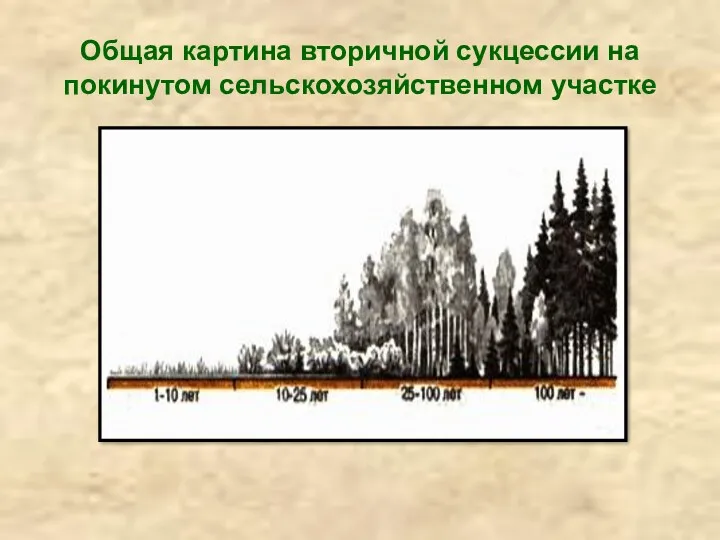 Общая картина вторичной сукцессии на покинутом сельскохозяйственном участке