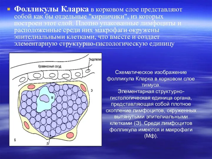 Фолликулы Кларка в корковом слое представляют собой как бы отдельные