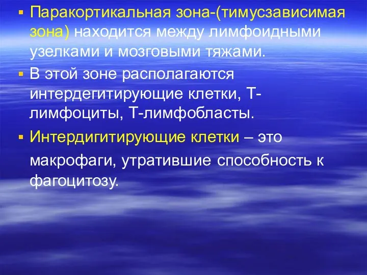 Паракортикальная зона-(тимусзависимая зона) находится между лимфоидными узелками и мозговыми тяжами.