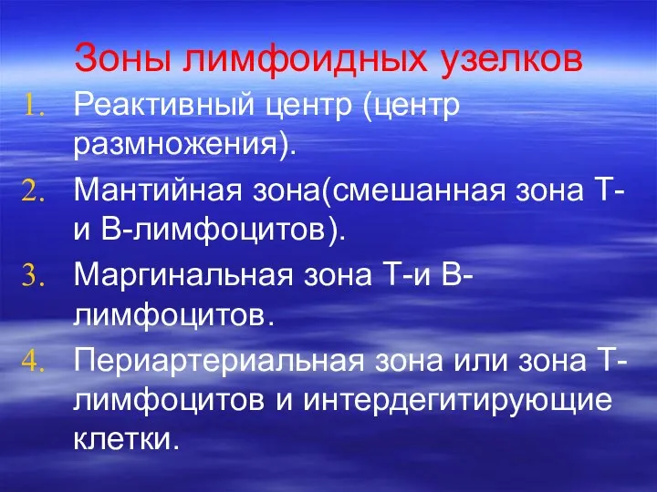 Зоны лимфоидных узелков Реактивный центр (центр размножения). Мантийная зона(смешанная зона