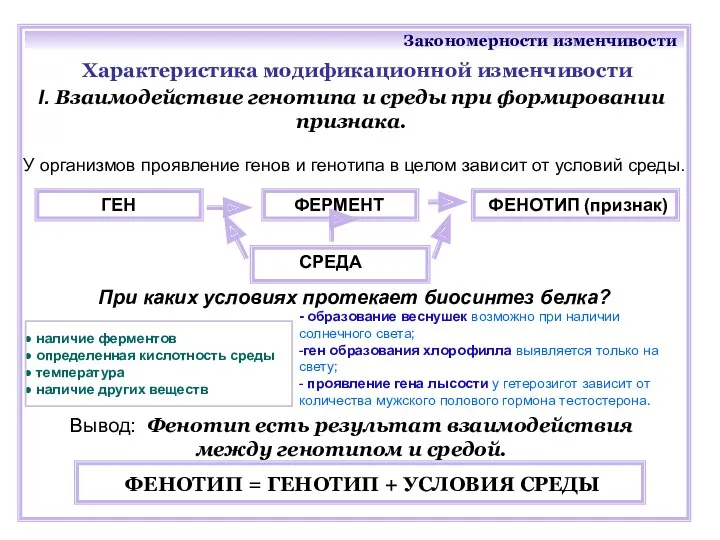 Закономерности изменчивости Характеристика модификационной изменчивости Вывод: Фенотип есть результат взаимодействия