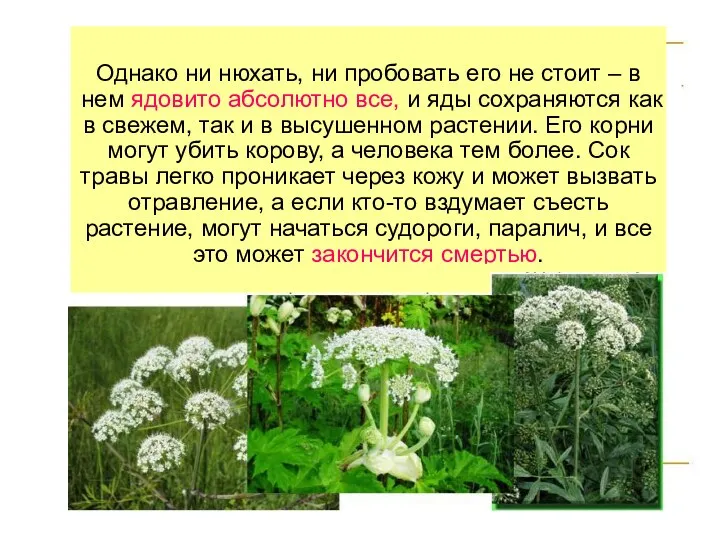 Однако ни нюхать, ни пробовать его не стоит – в