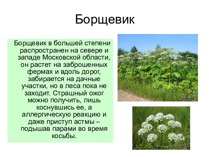 Борщевик Борщевик в большей степени распространен на севере и западе