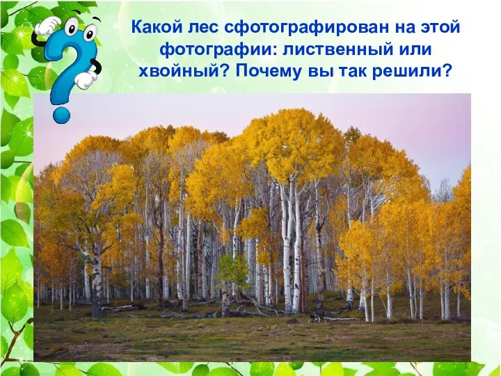 Какой лес сфотографирован на этой фотографии: лиственный или хвойный? Почему вы так решили?