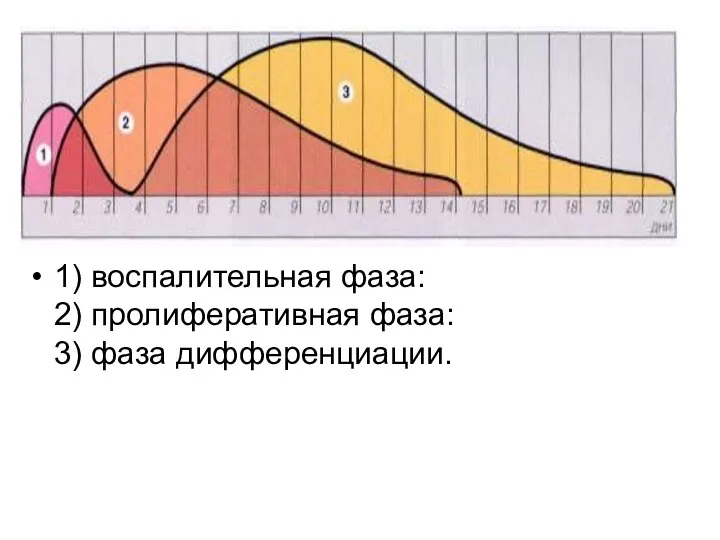 1) воспалительная фаза: 2) пролиферативная фаза: 3) фаза дифференциации.