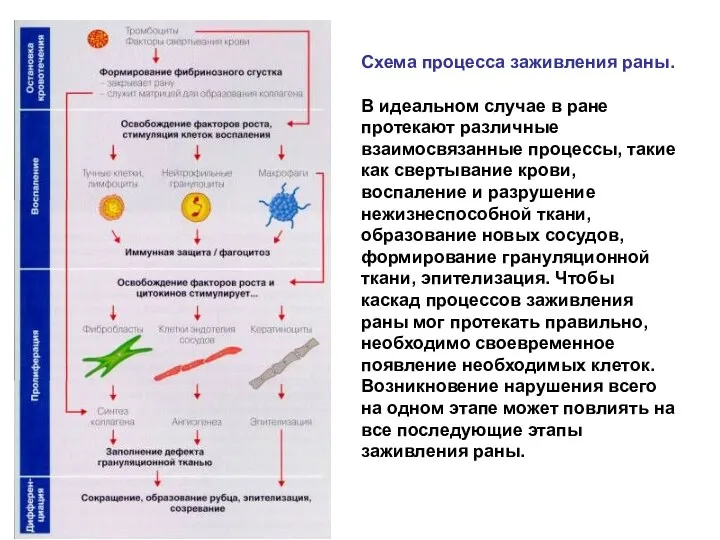 Схема процесса заживления раны. В идеальном случае в ране протекают