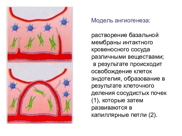 Модель ангиогенеза: растворение базальной мембраны интактного кровеносного сосуда различными веществами;