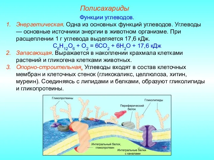 Полисахариды Функции углеводов. Энергетическая. Одна из основных функций углеводов. Углеводы