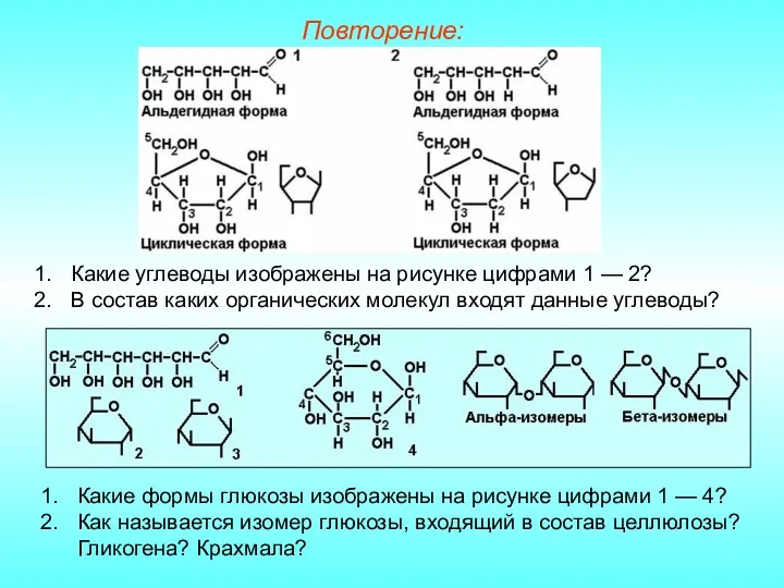 Повторение: Какие углеводы изображены на рисунке цифрами 1 — 2?