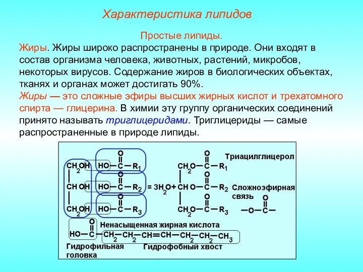 Характеристика липидов Простые липиды. Жиры. Жиры широко распространены в природе.