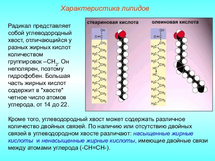 Характеристика липидов Радикал представляет собой углеводородный хвост, отличающийся у разных