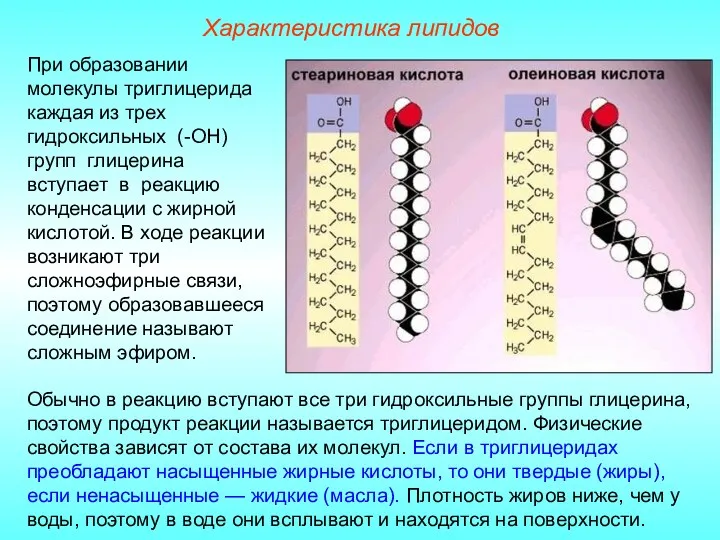 Характеристика липидов При образовании молекулы триглицерида каждая из трех гидроксильных