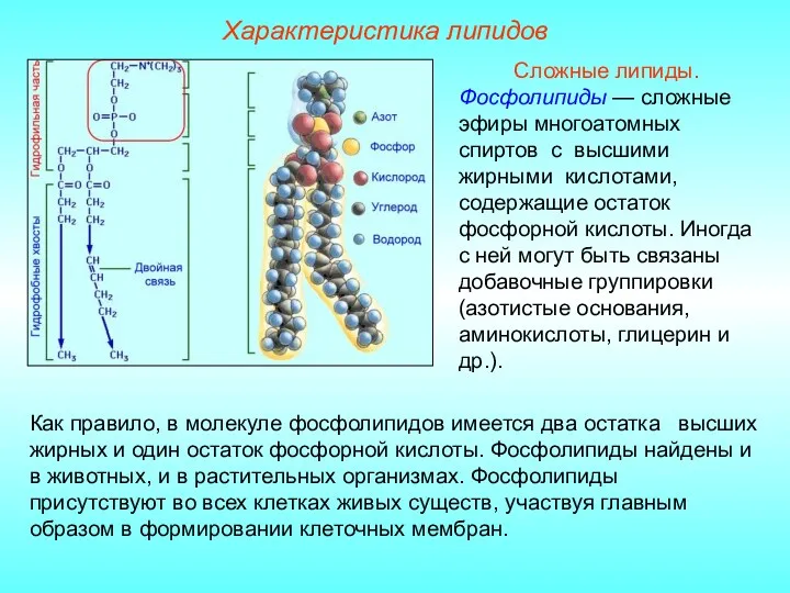 Характеристика липидов Сложные липиды. Фосфолипиды — сложные эфиры многоатомных спиртов