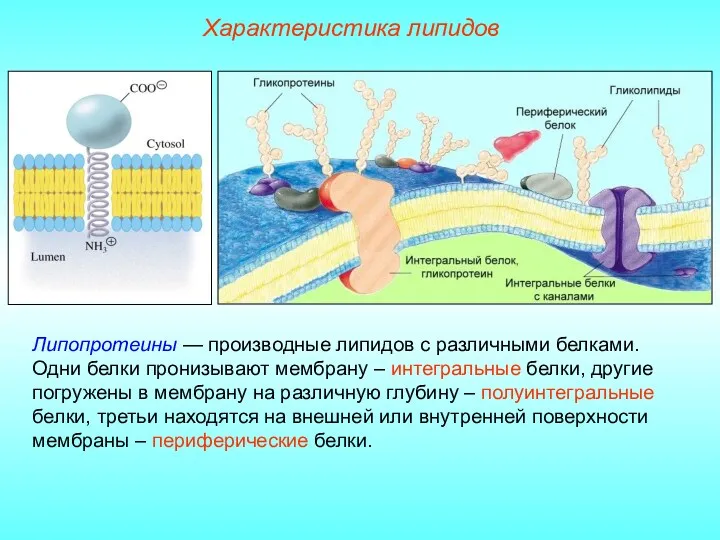 Характеристика липидов Липопротеины — производные липидов с различными белками. Одни