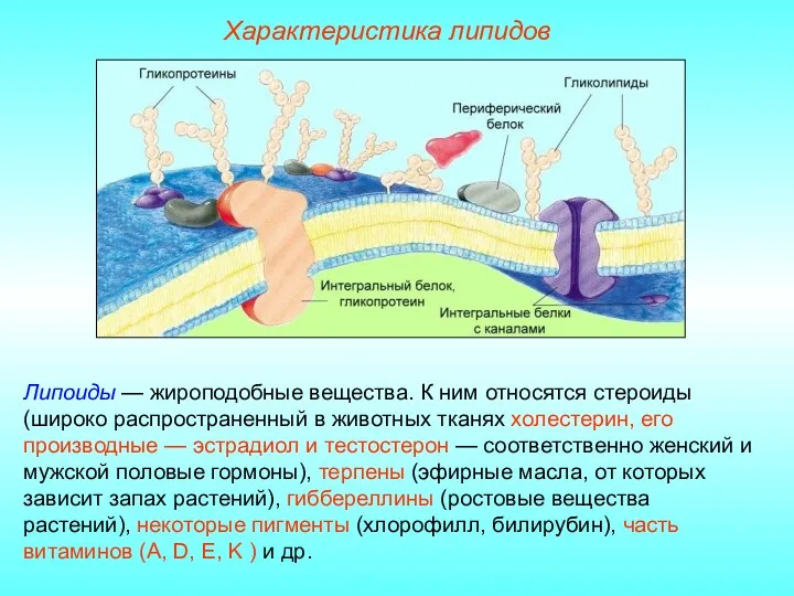 Характеристика липидов Липоиды — жироподобные вещества. К ним относятся стероиды