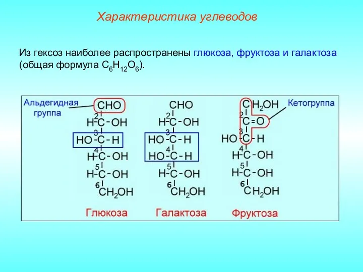 Характеристика углеводов Из гексоз наиболее распространены глюкоза, фруктоза и галактоза (общая формула С6Н12О6).