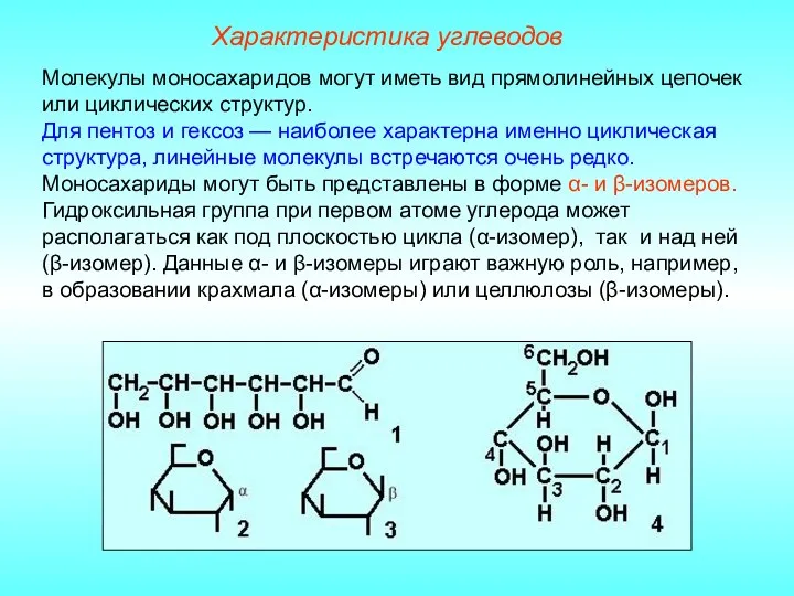 Характеристика углеводов Молекулы моносахаридов могут иметь вид прямолинейных цепочек или