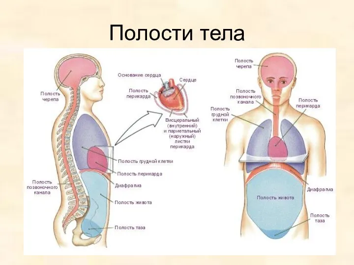 Полости тела