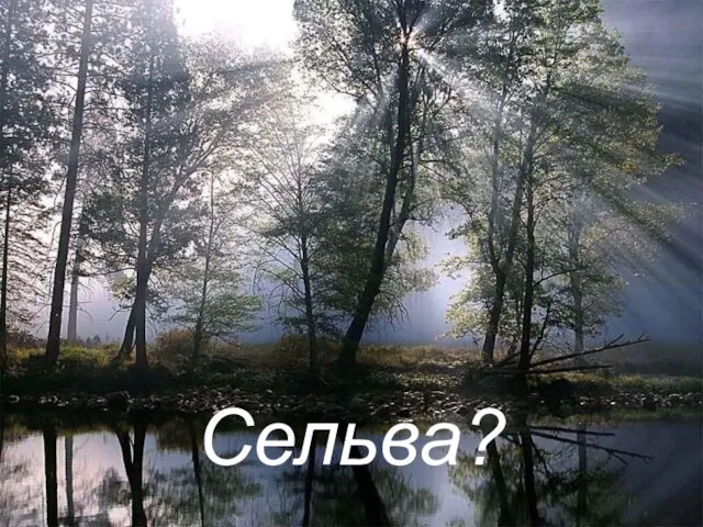 Сельва?