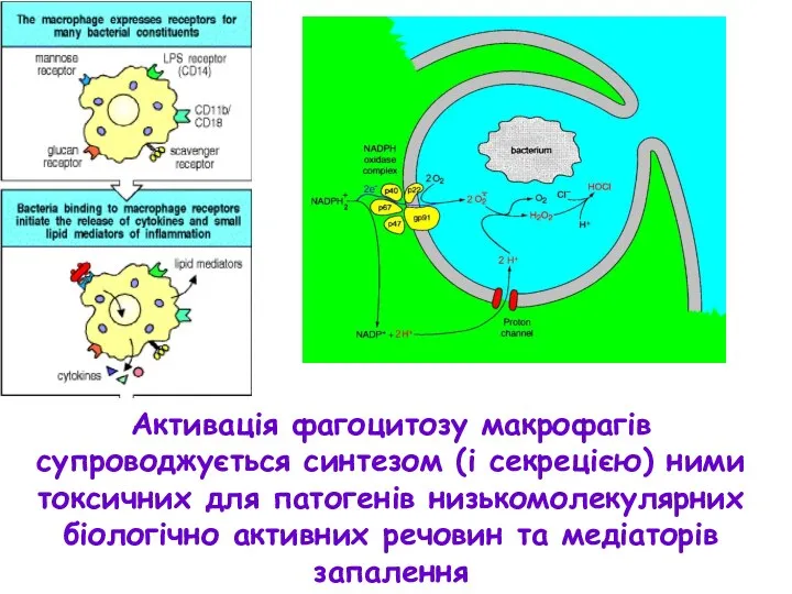 Активація фагоцитозу макрофагів супроводжується синтезом (і секрецією) ними токсичних для