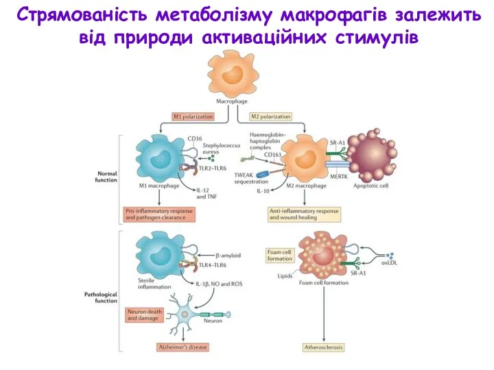 Стрямованість метаболізму макрофагів залежить від природи активаційних стимулів