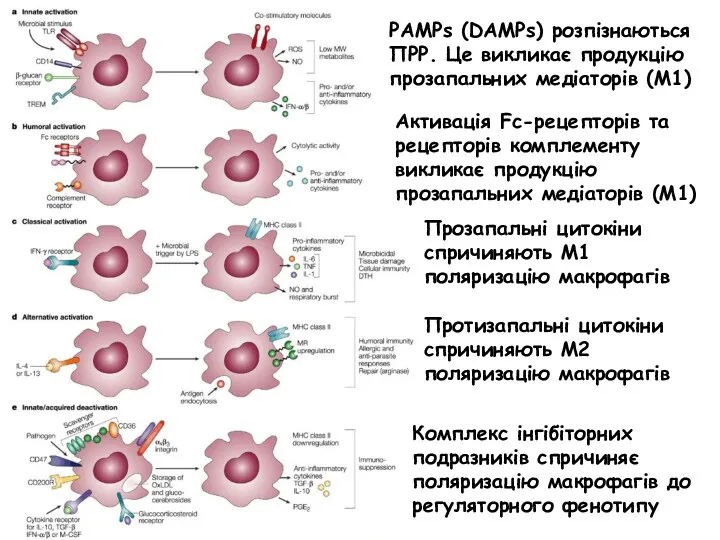 PAMPs (DAMPs) розпізнаються ПРР. Це викликає продукцію прозапальних медіаторів (М1)