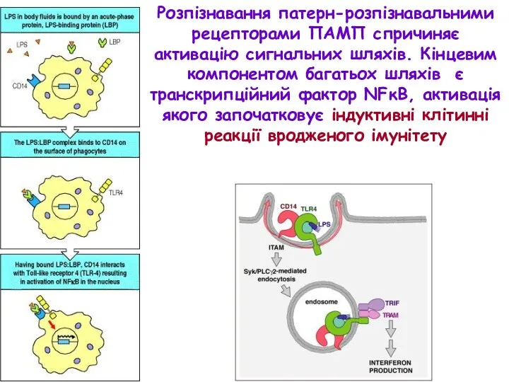 Розпізнавання патерн-розпізнавальними рецепторами ПАМП спричиняє активацію сигнальних шляхів. Кінцевим компонентом