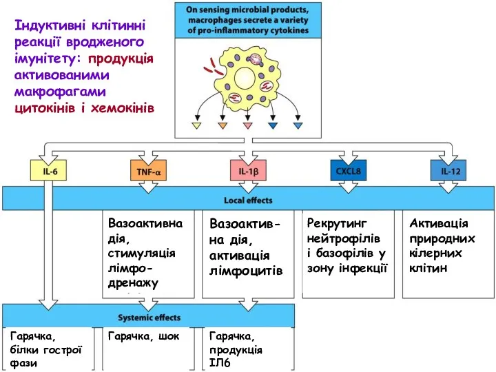 Індуктивні клітинні реакції вродженого імунітету: продукція активованими макрофагами цитокінів і