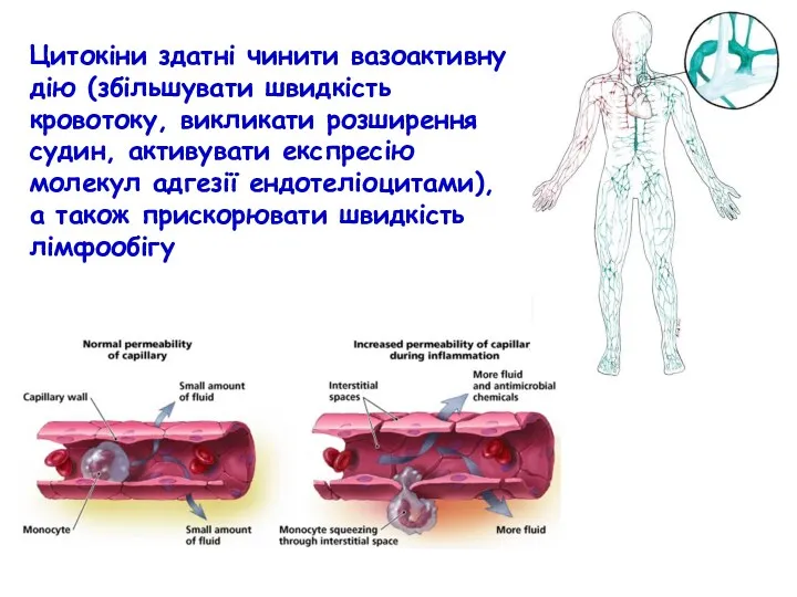 Цитокіни здатні чинити вазоактивну дію (збільшувати швидкість кровотоку, викликати розширення