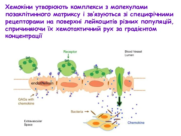 Хемокіни утворюють комплекси з молекулами позаклітинного матриксу і зв’язуються зі